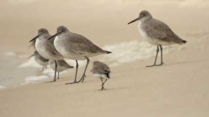 Shorebird Squad, a relaxed group of shore birds, water birds, pausing for this moment on the beaches on north Florida with an eye on you 