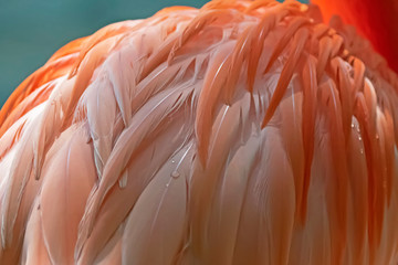 Flamingo feathers facing forward, up close Flamino body for myriad design uses