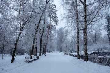 Winter park after snowfall. Park in winter after snowfall.