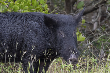 Hog, pig - a wild pineywood rooter with an eye on you, alone and foraging after having exited a wetland area in Ruskin, Florida