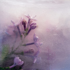 Background of branch  purple  lilac  flower    in ice   cube with air bubbles.