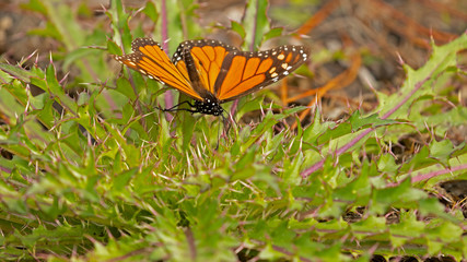 Monarch butterfly perched on a prickly, stinging nettle plant in the forest on northern Florida on a winter's day