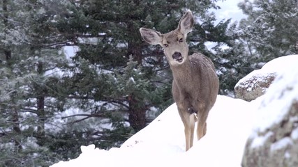 Close encounter with an adult mule deer in the Rocky Mountains
