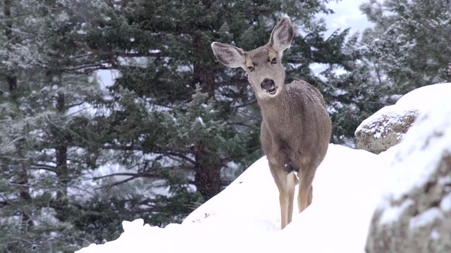 Close encounter with an adult mule deer in the Rocky Mountains