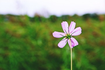 여름코스모스입니다