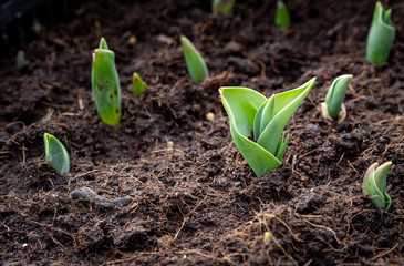 seedlings growing in soil