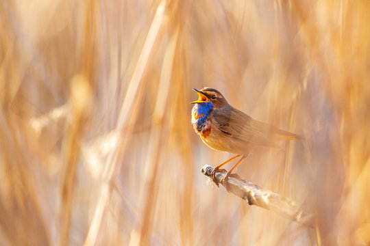 Bluethroat sings sitting in the reed