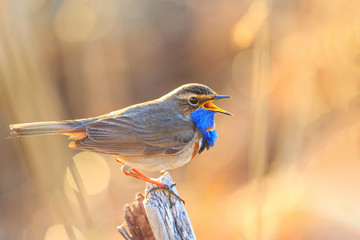 Bluethroat sings sitting on a column
