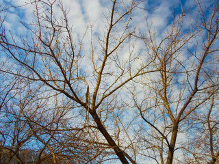 dry brown branches on trees against the sky and mountains in the autumn and winter season