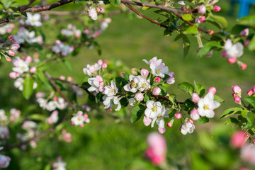 Honey bee pollinating apple blossom. The Apple tree blooms. honey bee collects nectar on the flowers apple trees. Bee sitting on an apple blossom. Spring flowers