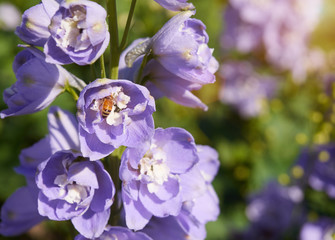 Close up, Purple flowers in the spring time with bee.