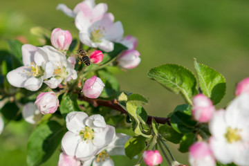 Obraz na płótnie Canvas Honey bee pollinating apple blossom. The Apple tree blooms. honey bee collects nectar on the flowers apple trees. Bee sitting on an apple blossom. Spring flowers