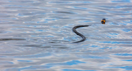 A snake swims in the expanse of water
