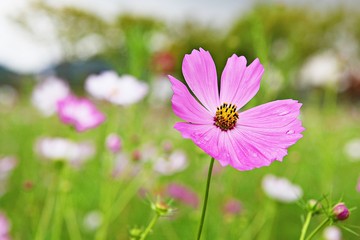 Obraz premium 여름코스모스입니다