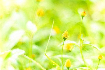 Spring flower in the meadow with natural blur background.