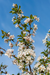 spring white blossom against blue sky. cherry blossom flower full bloom in blue sky spring season. vertical photo.