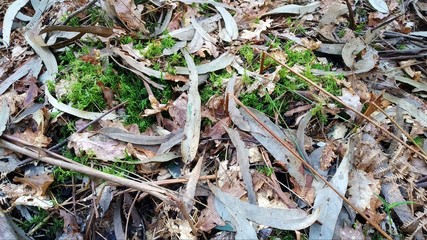 Ground full of dead leaves of deciduous forest, in winter
