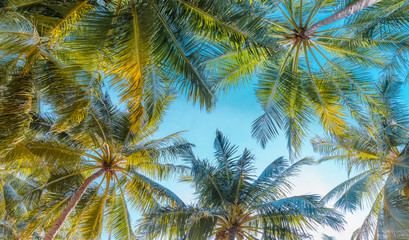 Beautiful nature green palm leaf on tropical beach with bokeh sun light wave abstract background. Copy space of summer vacation holiday backdrop