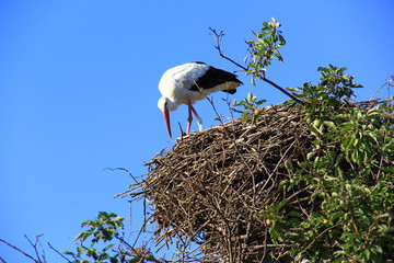 a stork built a nest on the roof
