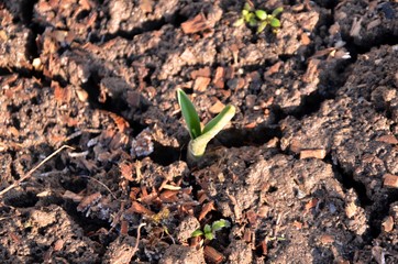 Green young garlic leaves growing on soil in the garden in early spring. garlic sprouts on the farm. nutrition. vegetarian.