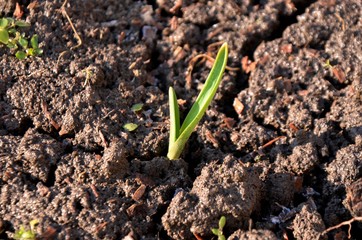 Green young garlic leaves growing on soil in the garden in early spring. garlic sprouts on the farm. nutrition. vegetarian.