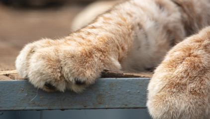 Leopard paws in the park.