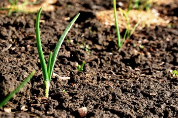 onion sprouts on the farm.  green young leaves of onion in soil in early spring garden. nutrition. vegetarian.