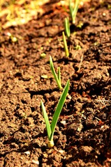 Green young garlic leaves growing on soil in the garden in early spring. garlic sprouts on the farm. nutrition. vegetarian.