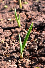 Green young garlic leaves growing on soil in the garden in early spring. garlic sprouts on the farm. nutrition. vegetarian.