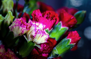 Delicate artistic closeup bouquet of blooming Carnation Dianthus Caryophyllus, or Clove Pink flower.