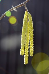  inflorescences of hazel in the early spring on a dark background and sunbeams.