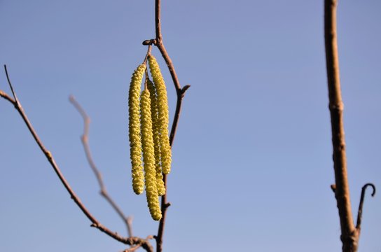 Closeup yellow  inflorescences of hazel on the branch in the early spring on background of blue sky