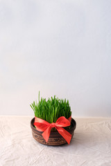 Young green wheat with red ribbon in a ceramic bowl, traditional decoration of holiday Navruz.