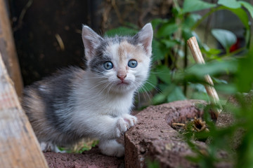 Naklejka na ściany i meble Kleine Baby Glückskatze Kätzchen mit blauen Augen und 4 Farben schaut in Kamera rechte Tatze vorne und angelehnt an einen Stein