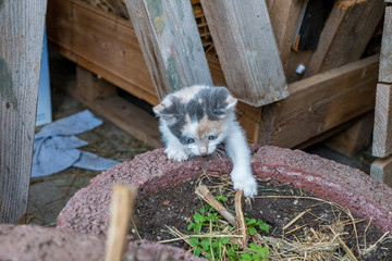 Kleine Baby Glückskatze Kätzchen mit blauen Augen und 4Farben spielt mit rechter Tatze vorne