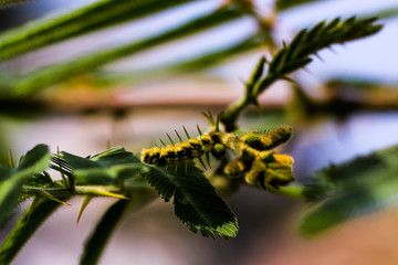Striking macro closeup of prickly Mimosa pudica or Mimosa pigra sensitive plant, known as Shameplant, Sleepy plant.