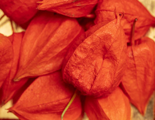Fruits of chinese lanterns as background