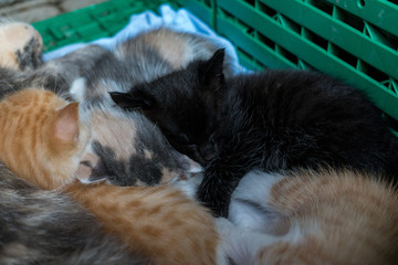 Schwarze Kleine Baby Katze mit blauen Augen schläft bei Geschwistern und Mama im Korb