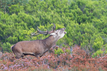 Sep. 22, 2017. The bellowing in the Gorbeia Natural Park (Basque Country).