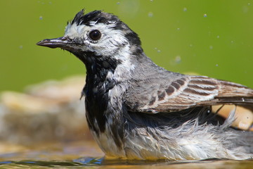 Jun. 27, 2018; Larrabetzu, Bizkaia (Basque Country). White wagtail (Motacilla alba) taking a bath.