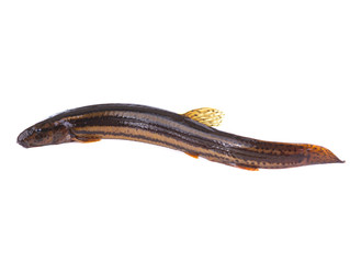 Loach fish isolated on a white background.