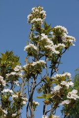 Blooming branches of Japanese cherry (Sakura)
