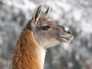 Llama portrait on a snowy forest.