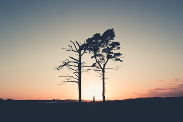 Two trees in the sunset