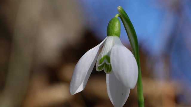 Snowdrop herald of spring in the natural ambience (Galanthus nivalis) - (4K)