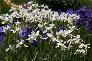 Blue and white iris flowers in the garden on a summer day