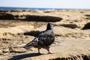 Dove or rock pigeon. Standing on the rock beach