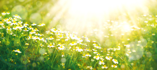 Meadow in spring and summer under the sun. Panorama in the form of daisies in the meadow. Wallpaper...