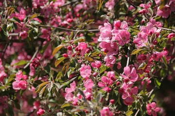 Spring Apple blossom