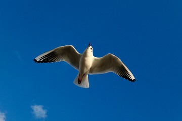 Flying seagull in the Wimbledon Park